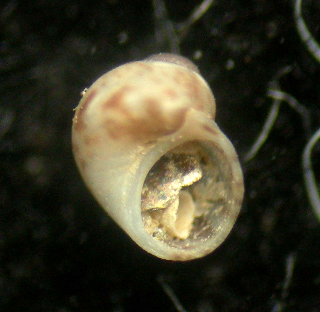 Tricolia landinii